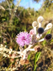 Mimosa lanuginosa