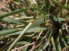 Eragrostis echinochloidea