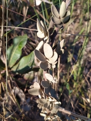 Mimosa lanuginosa
