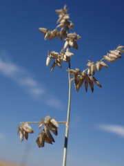 Eragrostis echinochloidea