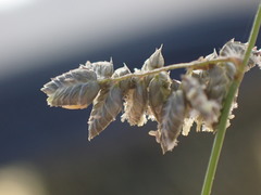 Eragrostis echinochloidea