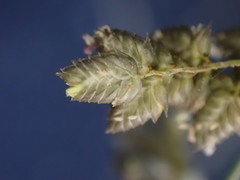 Eragrostis echinochloidea