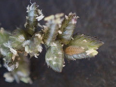 Eragrostis echinochloidea