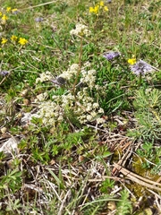 Seseli montanum