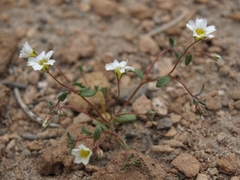 Linanthus inyoensis