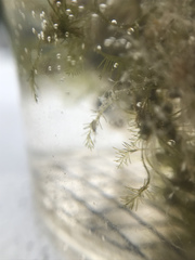 Bryopsis