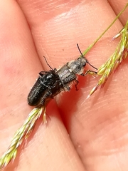 Enicopus