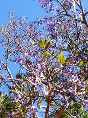 Bowdichia virgilioides