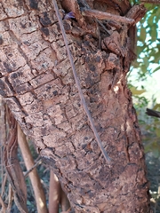 Bowdichia virgilioides