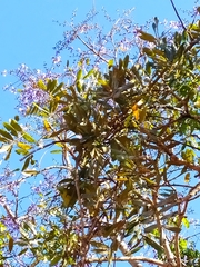 Bowdichia virgilioides