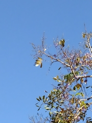 Bowdichia virgilioides