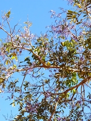 Bowdichia virgilioides