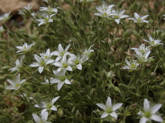 Sabulina nuttallii fragilis