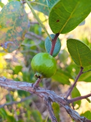 Psidium laruotteanum