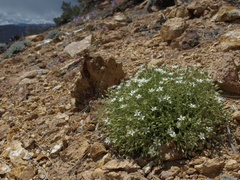 Sabulina nuttallii fragilis