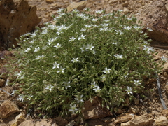 Sabulina nuttallii fragilis