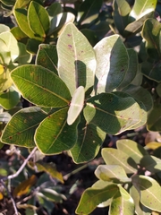 Psidium laruotteanum