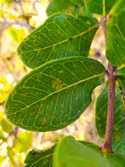 Psidium laruotteanum