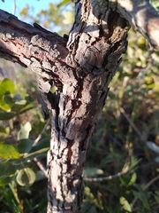 Psidium laruotteanum