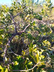 Psidium laruotteanum