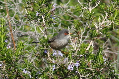 Curruca balearica
