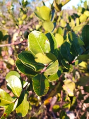 Psidium laruotteanum
