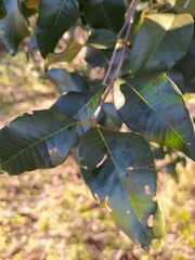 Blepharocalyx salicifolius