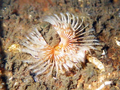 Sabellida