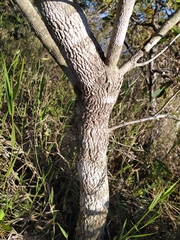 Blepharocalyx salicifolius