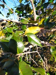 Blepharocalyx salicifolius