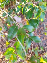 Blepharocalyx salicifolius