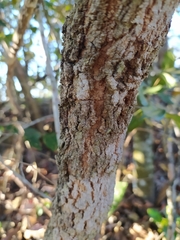 Blepharocalyx salicifolius