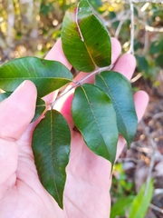 Blepharocalyx salicifolius