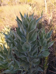 Lupinus velutinus