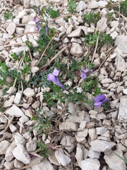 Vicia pyrenaica