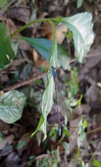 Archibasis oscillans