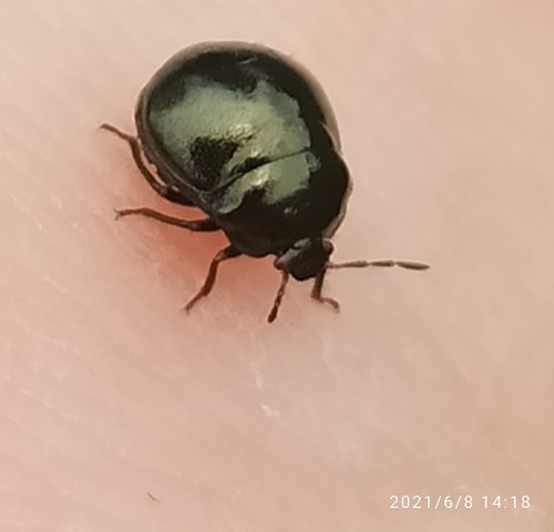 Coptosoma scutellatum
