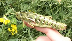 Pamphagus