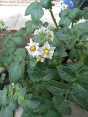 Solanum