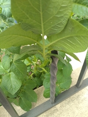 Solanum