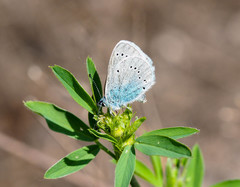 Glaucopsyche lycormas