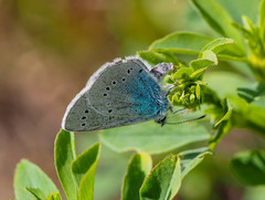 Glaucopsyche lycormas