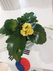 Kalanchoe blossfeldiana