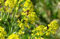 Apis mellifera