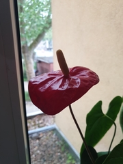 Anthurium andraeanum