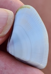 Donax punctatostriatus