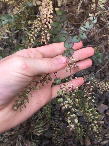 Clasping pepperweed (Lepidium perfoliatum)