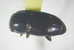 Glischrochilus siepmanni