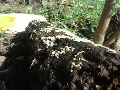 Brachyrhynchus micronesicus