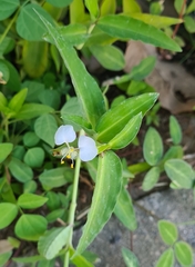 Commelina erecta erecta